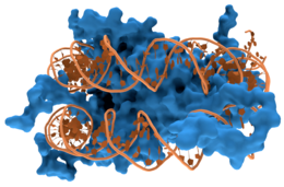 Nucleosome1