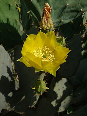 Opuntia Cactus in Behbahan