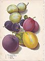 Page 14 plum - Imperial Gage, Shropshire Damson, Lombard, Maynard, Yellow Egg