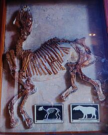 Palaeotherium magnum skeleton complete