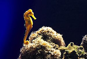 Palma Aquarium-mar mediterraneo