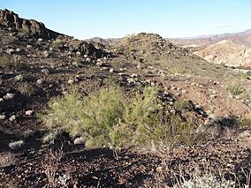 Parkinsonia aculeata Buckskin Mountain SP.jpg