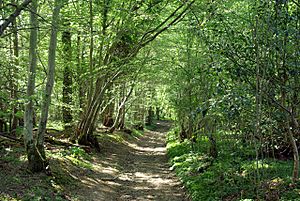 Path in Marline Wood - geograph.org.uk - 419833.jpg