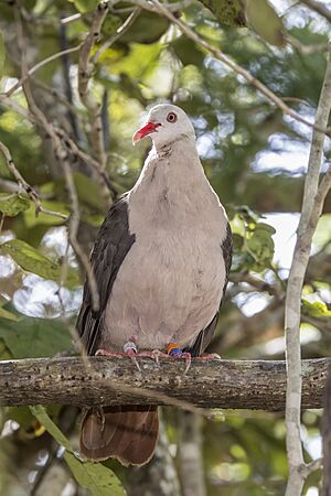 Pink pigeon (Nesoenas mayeri) 2
