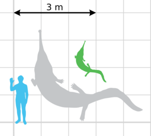 Prionosuchus scale