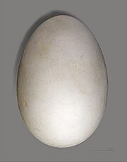 Puffinus pacificus MHNT ZOO 2010 11 42 ilot Lagon Nv.Calédonie de Naurois