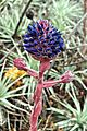 Puya venusta Chagual chico