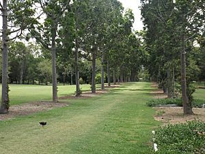Queensland kauri plantings along Sir Mathew Nathan Avenue