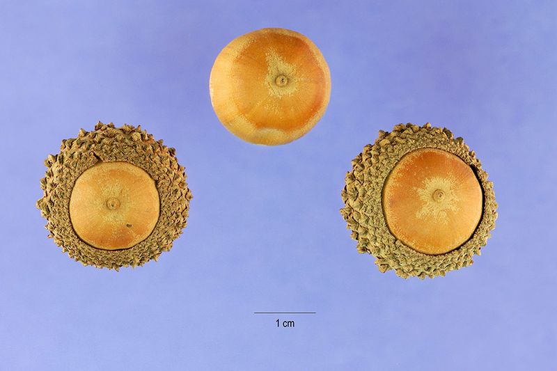 Quercus lyrata (USDA)