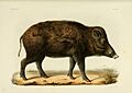 Recherches pour servir à l'histoire naturelle des mammifères (Pl. 80) (6947132294)