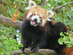 Red Panda in a Gingko tree