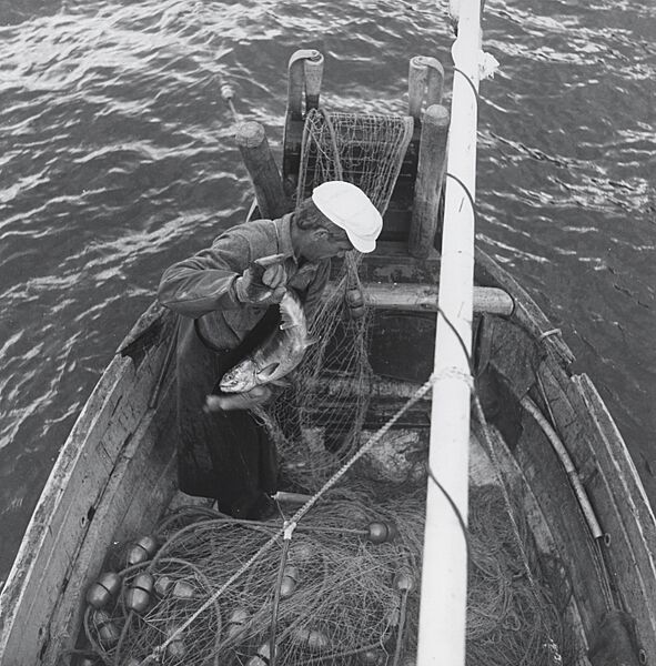 Removing salmon from gillnet