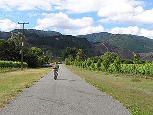A country road and vineyard in Renwick