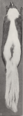 Revision of the skunks of the genus Chincha (1901) pl. 2 M. m. estor