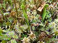 Round-leaved Sundews and baby Purple Pitcher Plants