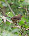 Rufous babbler (Argya subrufa)