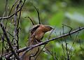 Rufous babbler Nelliyampathy