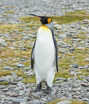 King Penguin Facts For Kids