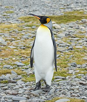 King penguin Facts for Kids