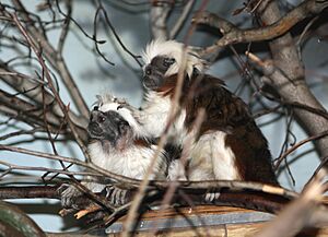 Saguinus oedipus at the Bronx Zoo 01