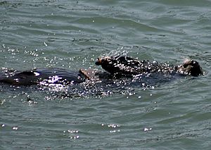 Sea Otteruses a rock to break a shell open 2