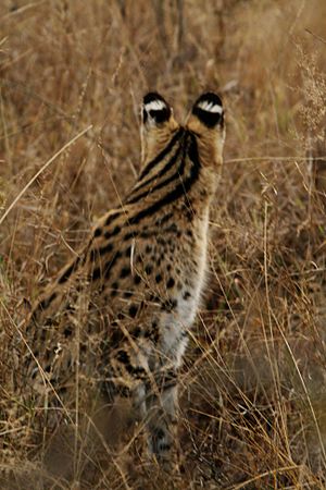 Serval from back