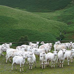 Sheep at Llanddewi Brefi, in Ceredigion, Wales