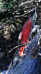 Sockeye salmon jumping over beaver dam Lake Aleknagik, AK Kristina Ramstad 1997