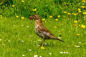 Song Thrush (Turdus philomelos) with worms in beak on grass