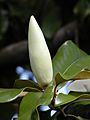 Southern magnolia -- Magnolia grandiflora bud