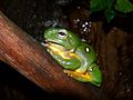 Splendid tree frog444