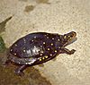 Spotted Turtle (Clemmys guttata) (captive specimen) (36331198042)