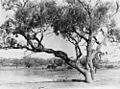 StateLibQld 2 138184 Fort Wills, important landmark on the Burke and Wills expedition