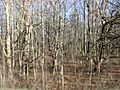 Sycamore State Park near the Wolf Creek Mound