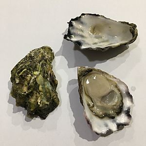 Sydney rock oyster on half shell with two empty shells