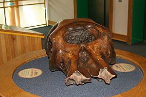 TCMI Mastodon skull 1