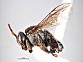 Tetragonula hockingsi f