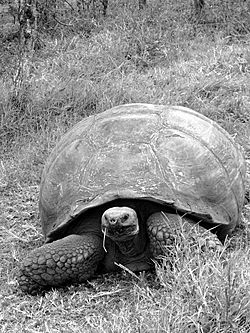 The Galápagos tortoise or Galápagos giant tortoise (Chelonoidis nigra) - Santa Cruz Island