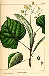 The North American sylva; or, A description of the forest trees of the United States, Canada and Nova Scotia. Considered particularly with respect to their use in the arts and their introduction into (14595095808).jpg