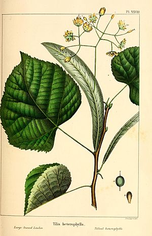 The North American sylva; or, A description of the forest trees of the United States, Canada and Nova Scotia. Considered particularly with respect to their use in the arts and their introduction into (14595095808).jpg