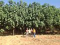 The fourth year of a genetically modified forest in Iran by Aras GED part of commercial afforestation in Iran