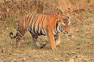 Tiger (India) 665