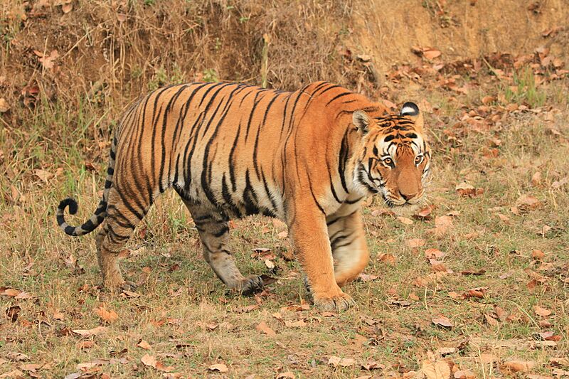 Tiger (India) 665