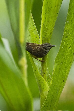 Tit Hylia near Kakum NP, Ghana 14 S4E1759 (16012759969).jpg