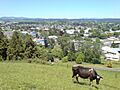 Tokoroa From Scenic Lookout