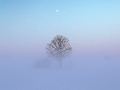 Tree in field during extreme cold with frozen fog