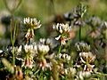 Trifolium repens in Kullu distt W IMG 6655