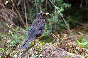 Turdus nigrescens CR