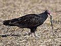 Turkey Vulture stalks, catches and eats live garter snake (30570944315)