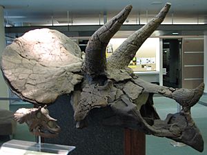 UCMP Triceratops right